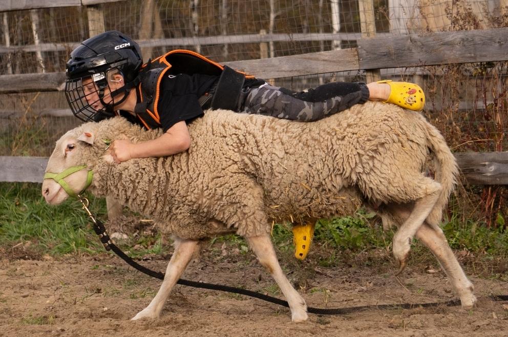A close up picture depicting a young boy riding a sheep, also known as 'mutton busting.'
