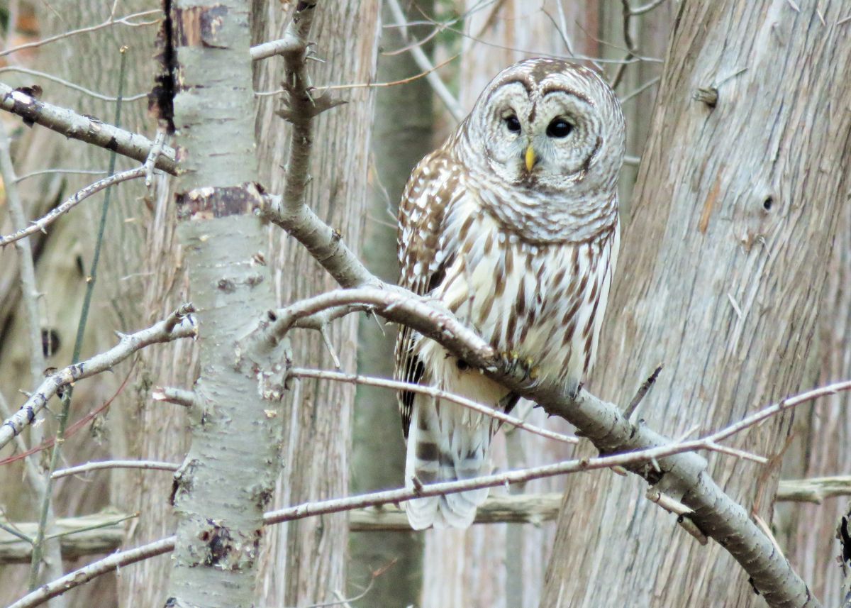 Barred Owl sitting in the trees.