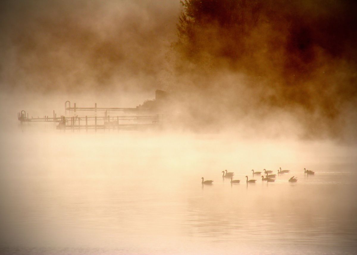 Flock of ducks on the water enjoying a foggy morning.