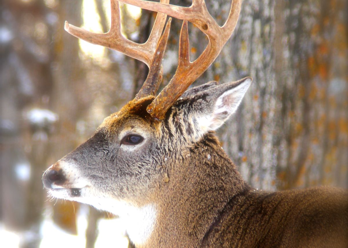Close up of a buck in Lac du Bonnet, Manitoba.